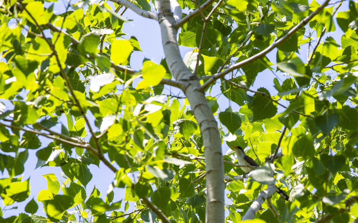 Yellow-billed Cuckoo - Lonny Garris