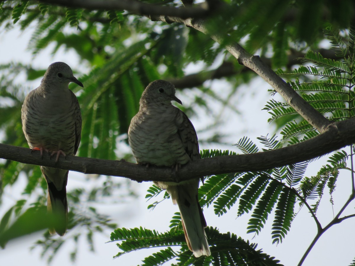 Inca Dove - ML168197101