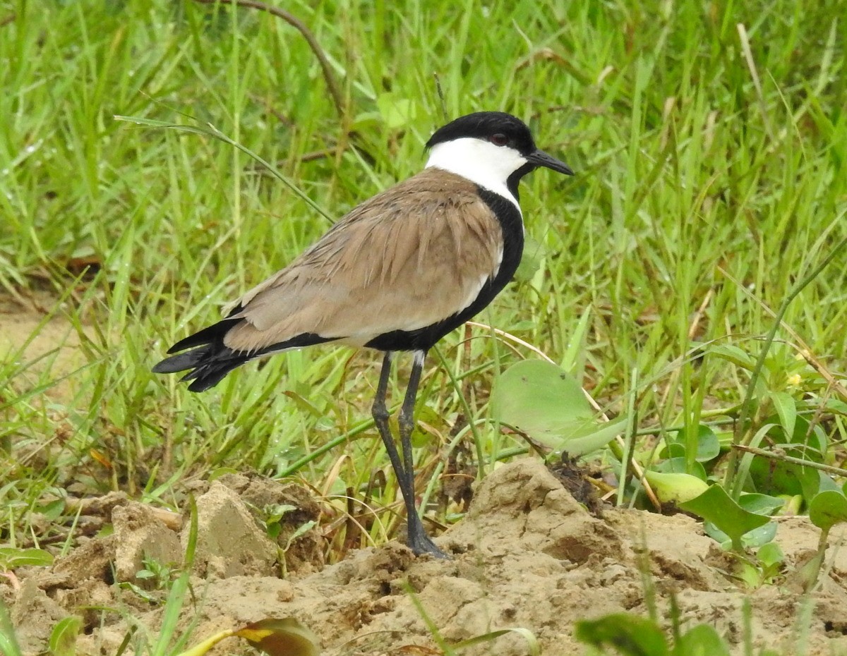 Spur-winged Lapwing - Andy Frank