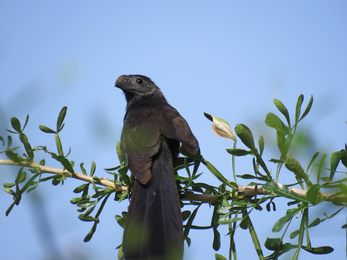 Groove-billed Ani - ML168197261