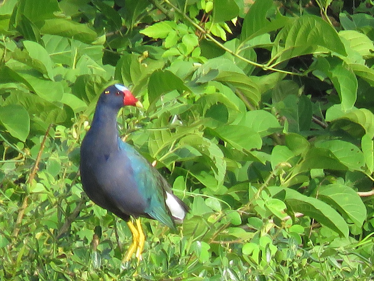 Purple Gallinule - ML168197541