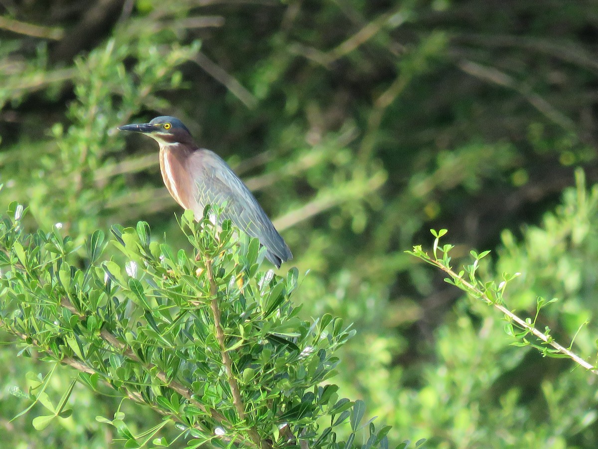 Green Heron - ML168197681