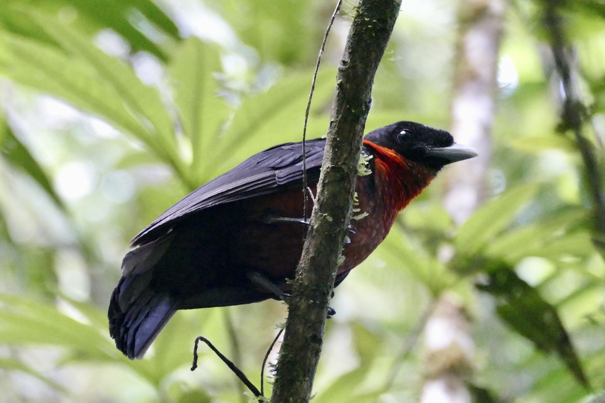 Red-ruffed Fruitcrow - Peter Kaestner