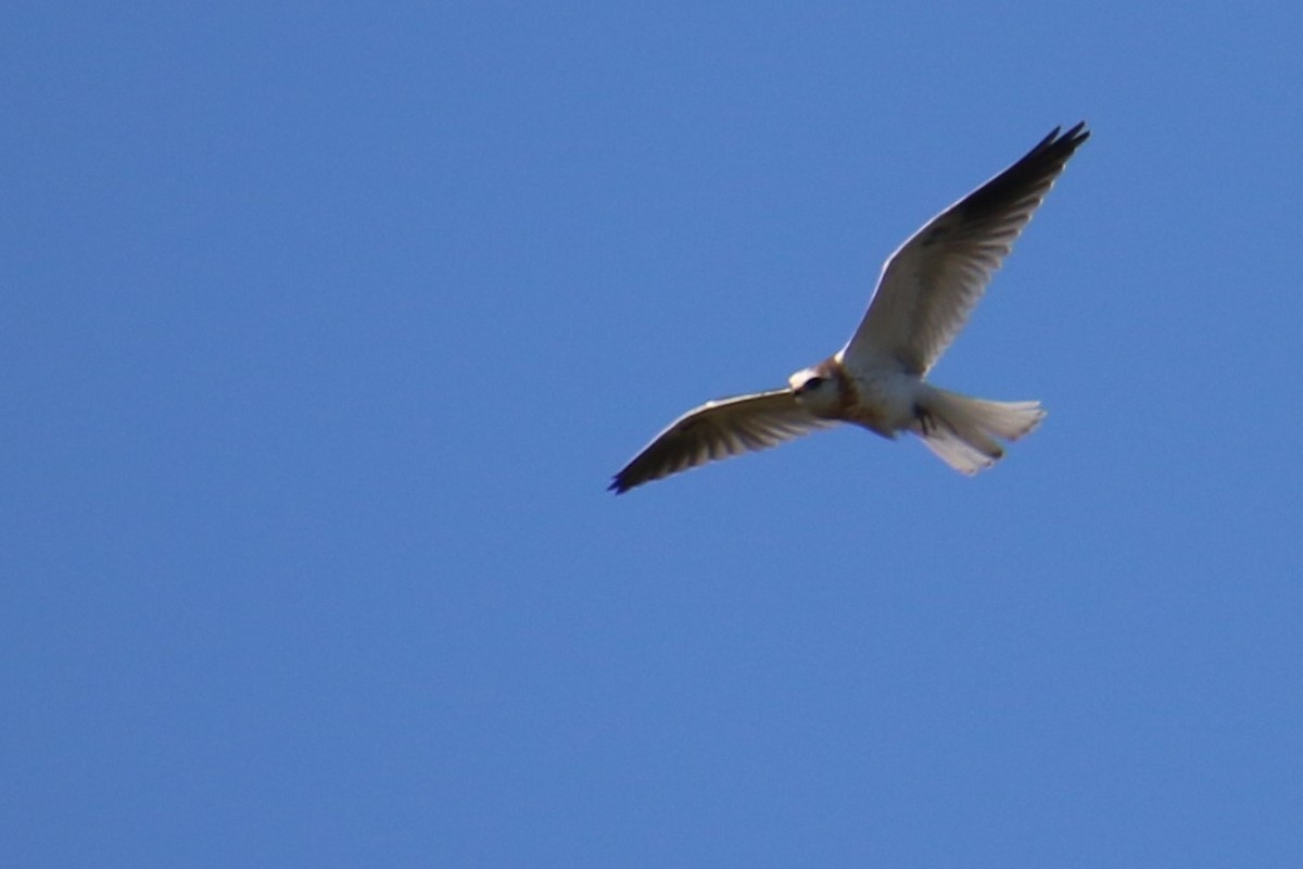 White-tailed Kite - Dennis Eckhart