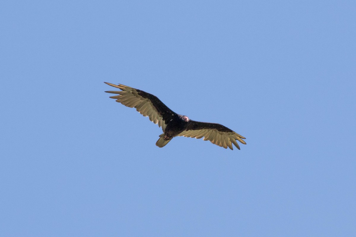 Turkey Vulture - ML168207451