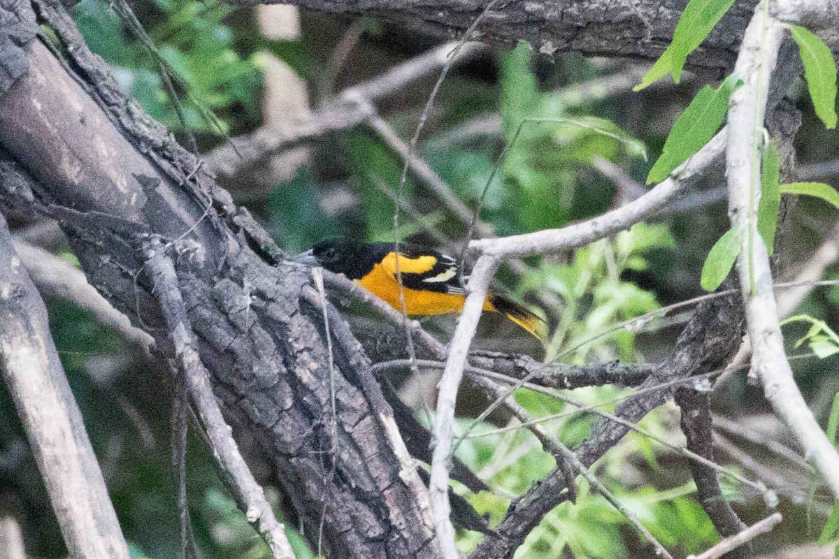 Baltimore Oriole - ML168207541