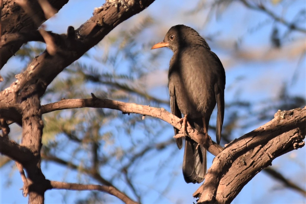 Chiguanco Thrush - ML168207871