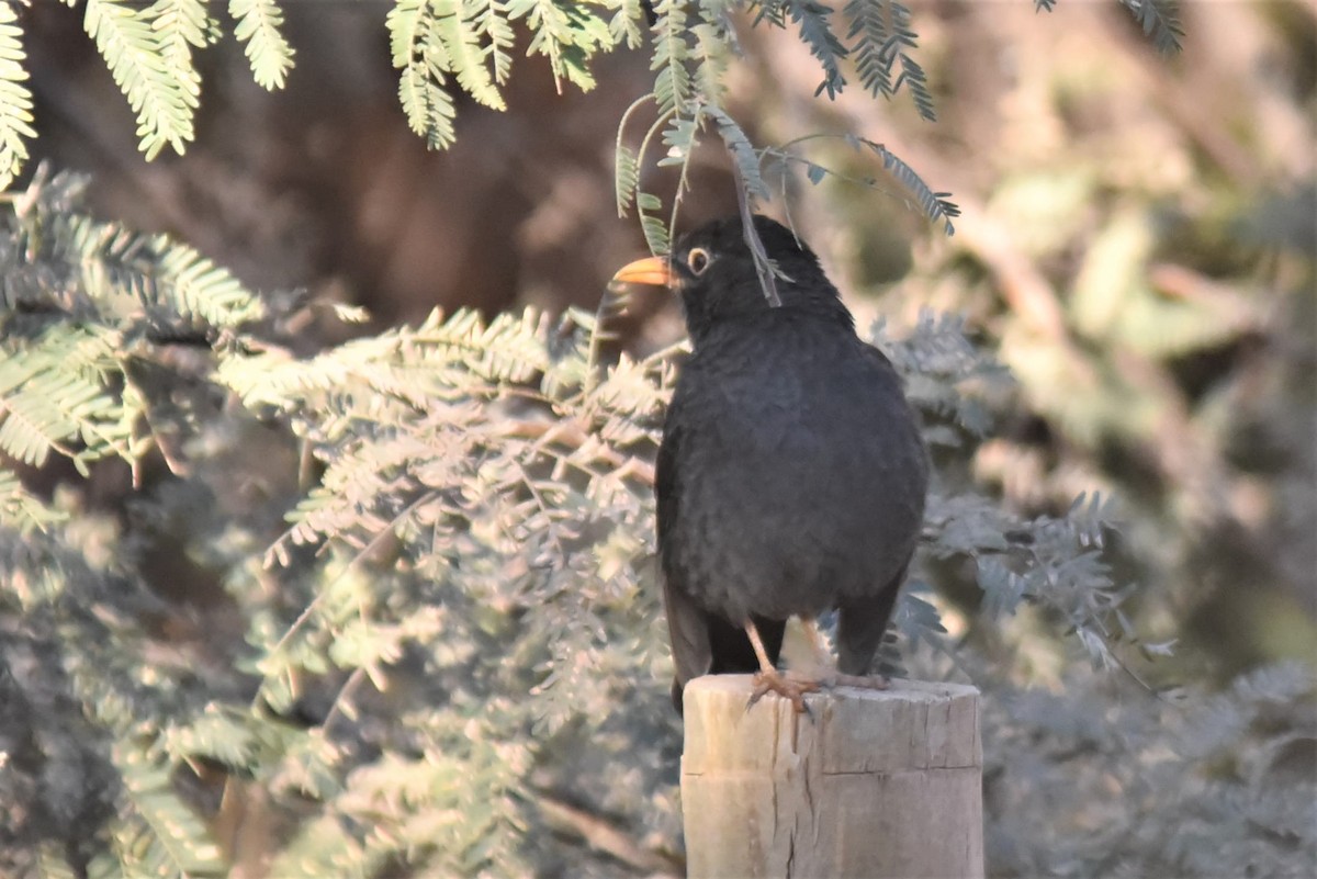 Chiguanco Thrush - ML168207881