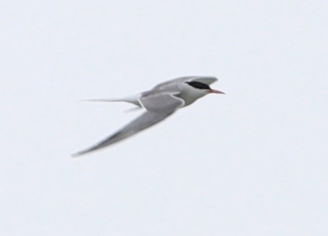 Common Tern - ML168208611