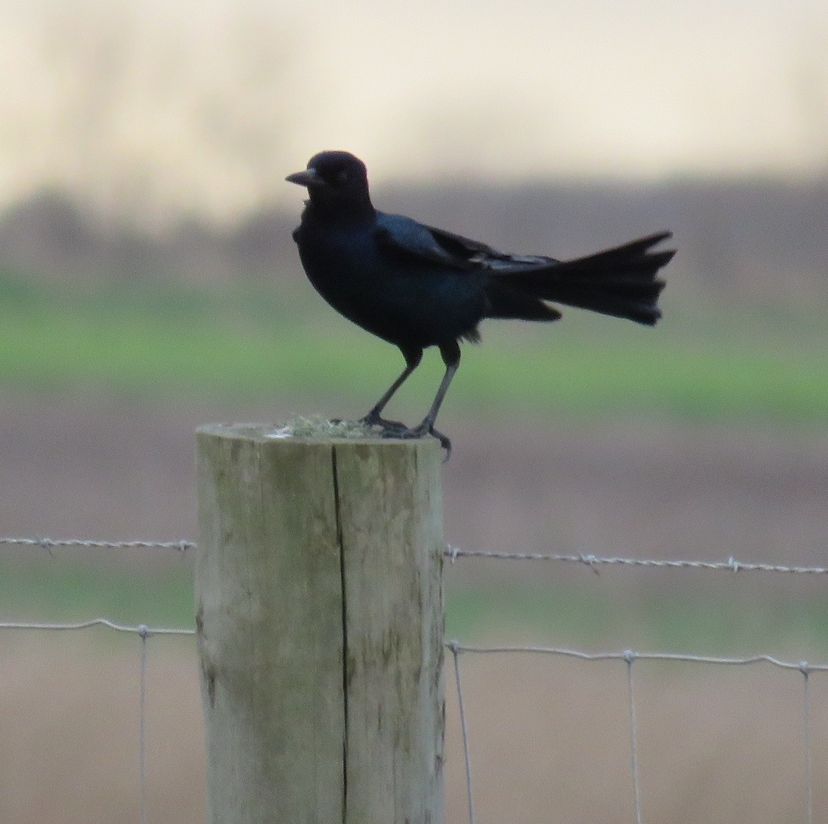 Boat-tailed Grackle - ML168208711