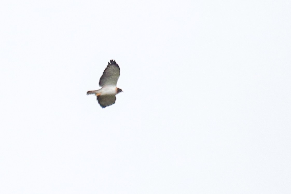 Short-tailed Hawk - ML168208931