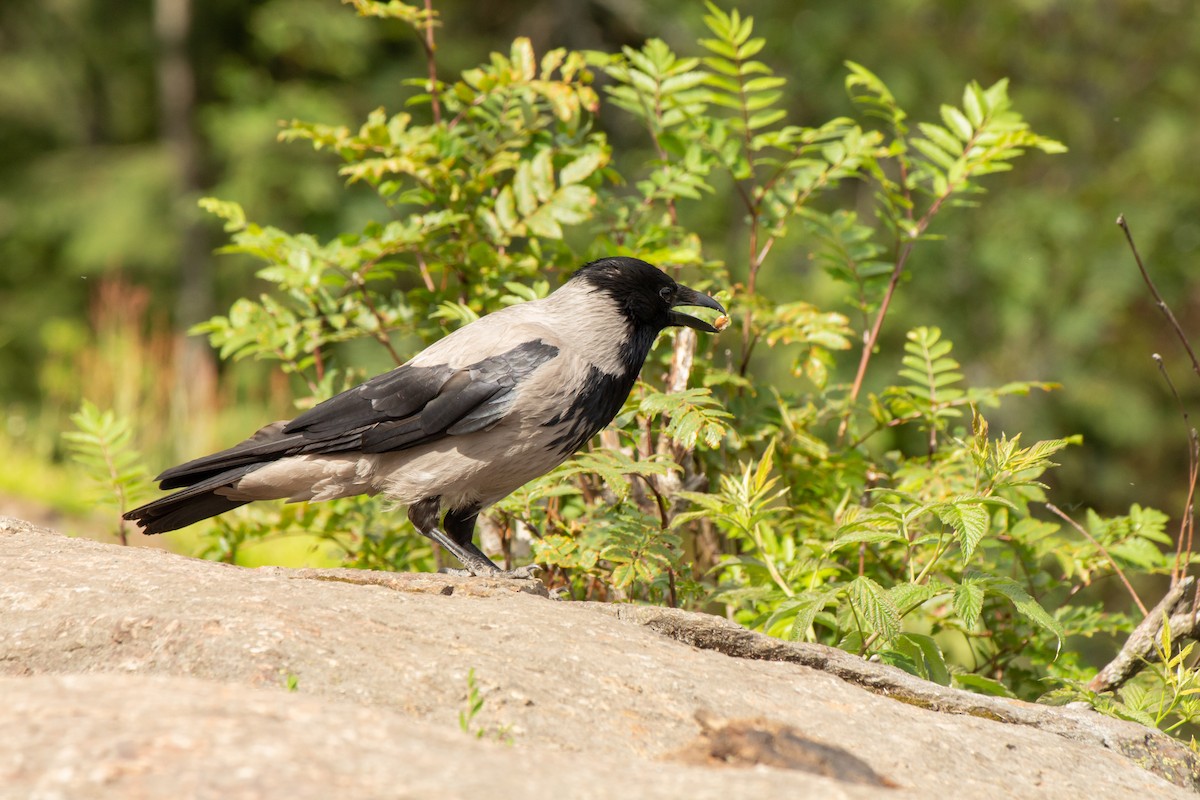 Hooded Crow - ML168209221