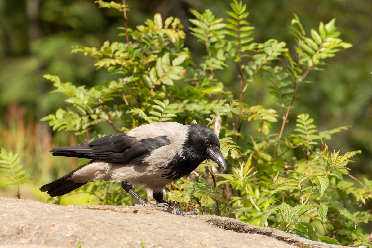 Hooded Crow - ML168209231