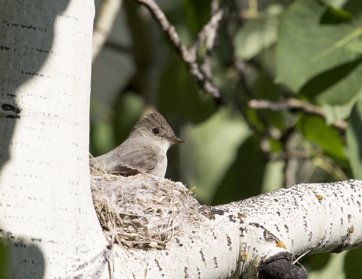 Western Wood-Pewee - Jan Allen