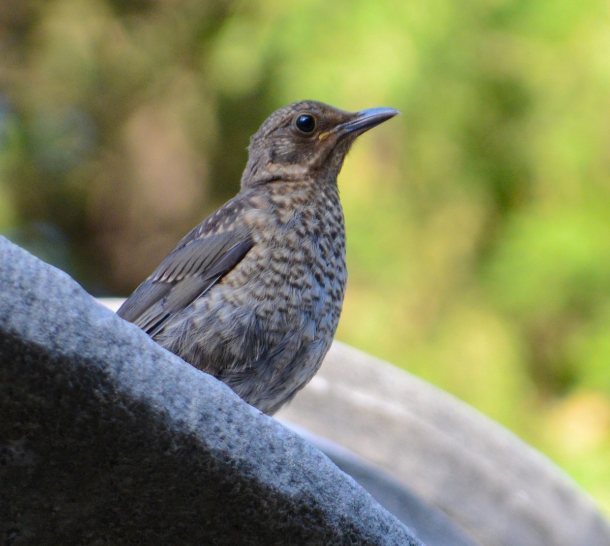 Roquero Solitario - ML168210021
