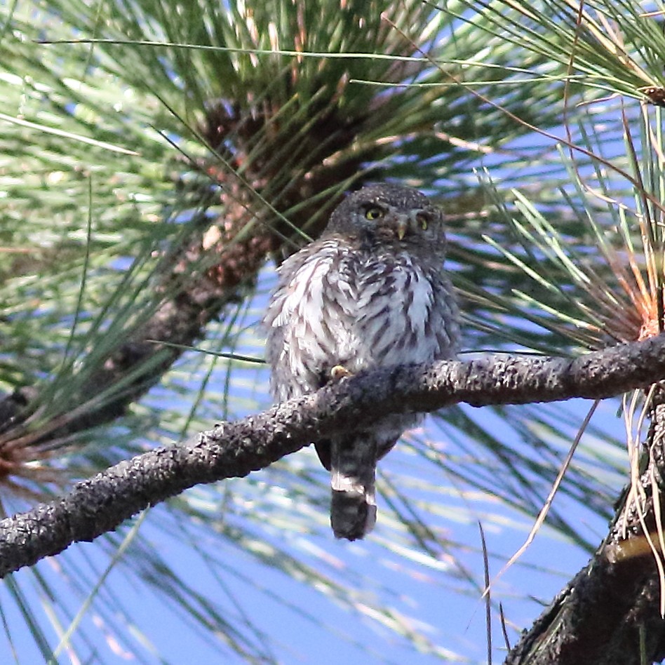 Northern Pygmy-Owl (Mountain) - ML168211531