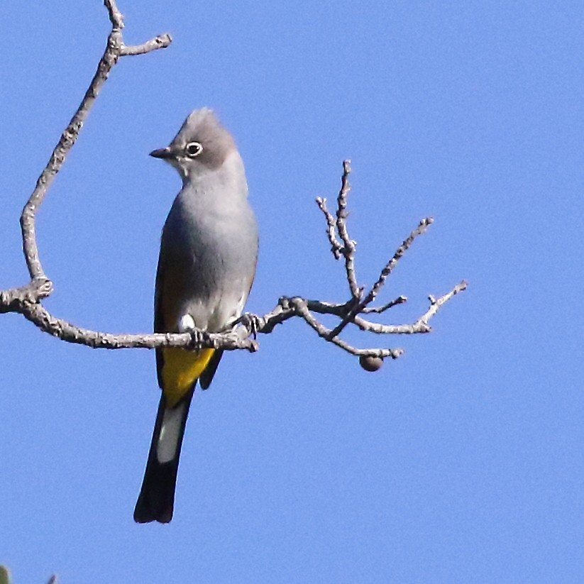 Gray Silky-flycatcher - ML168211861