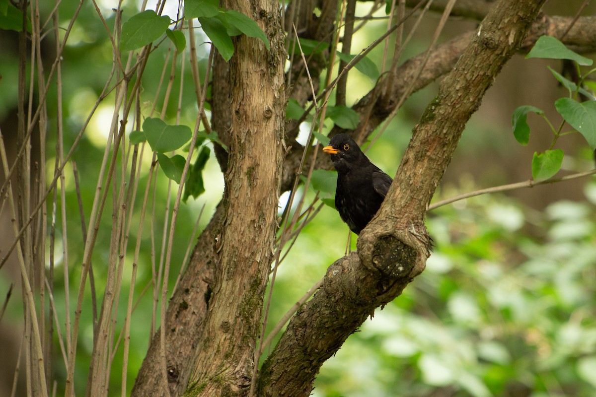 Eurasian Blackbird - ML168212321