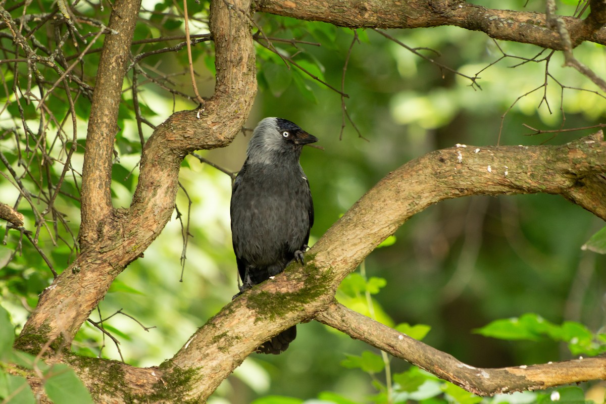 Eurasian Jackdaw - ML168212501