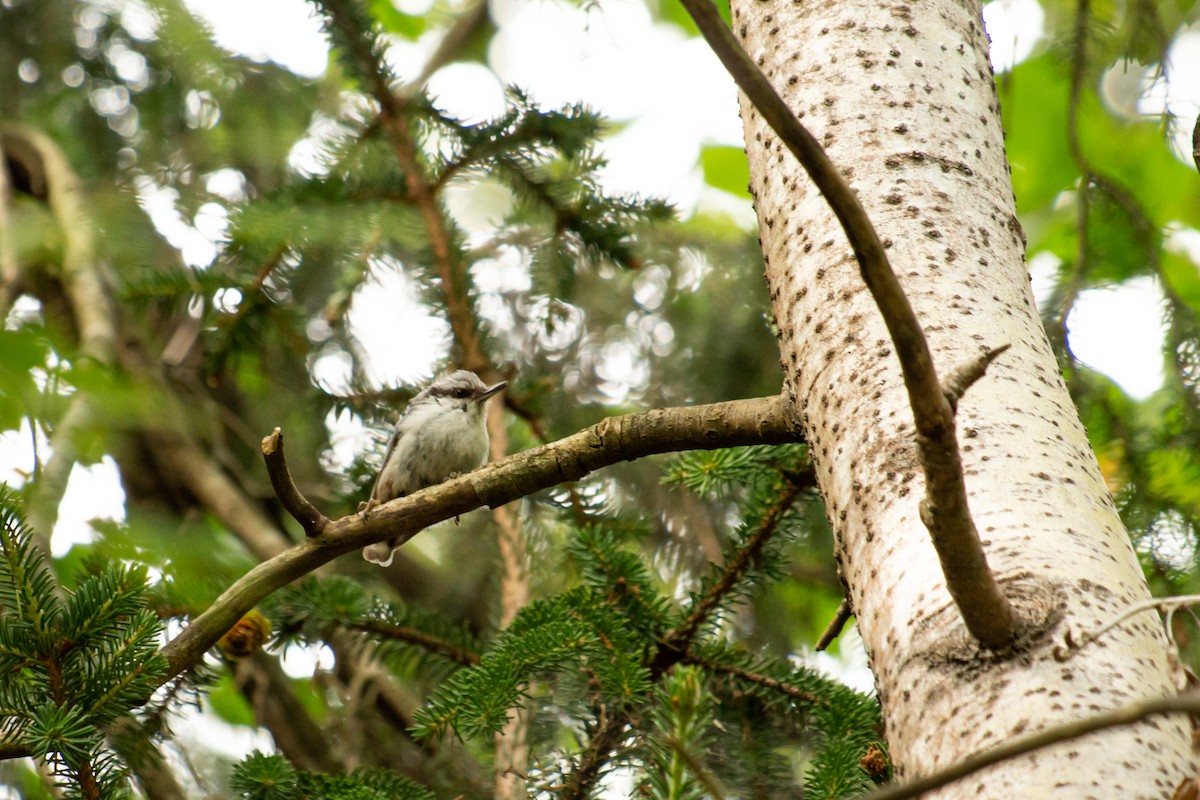 Eurasian Nuthatch - ML168212641