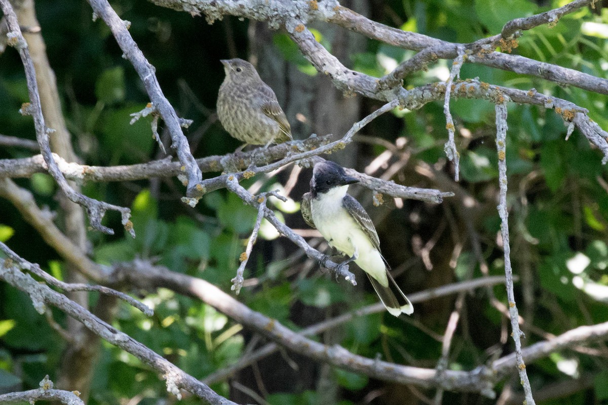 Eastern Kingbird - ML168213841