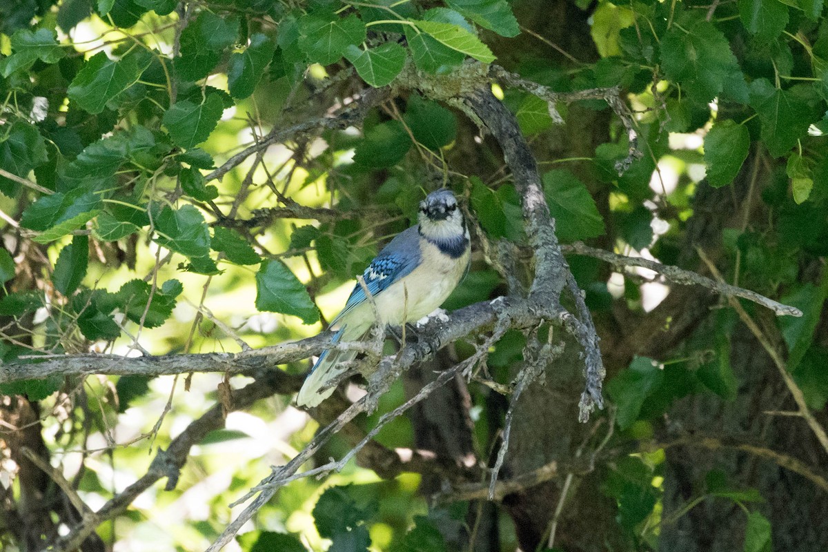 Blue Jay - ML168213951