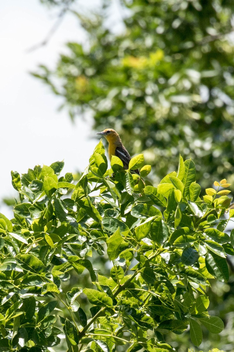 Baltimore Oriole - ML168213971