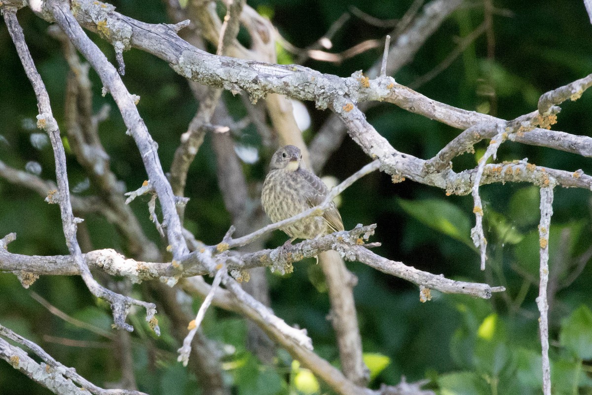 Brown-headed Cowbird - ML168213991