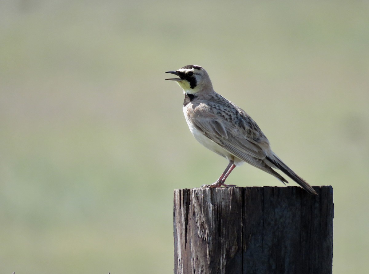 Horned Lark - ML168215041