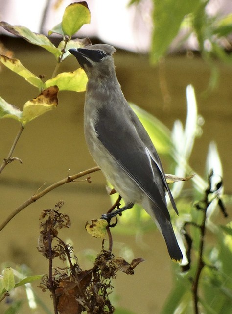 Cedar Waxwing - ML168218131