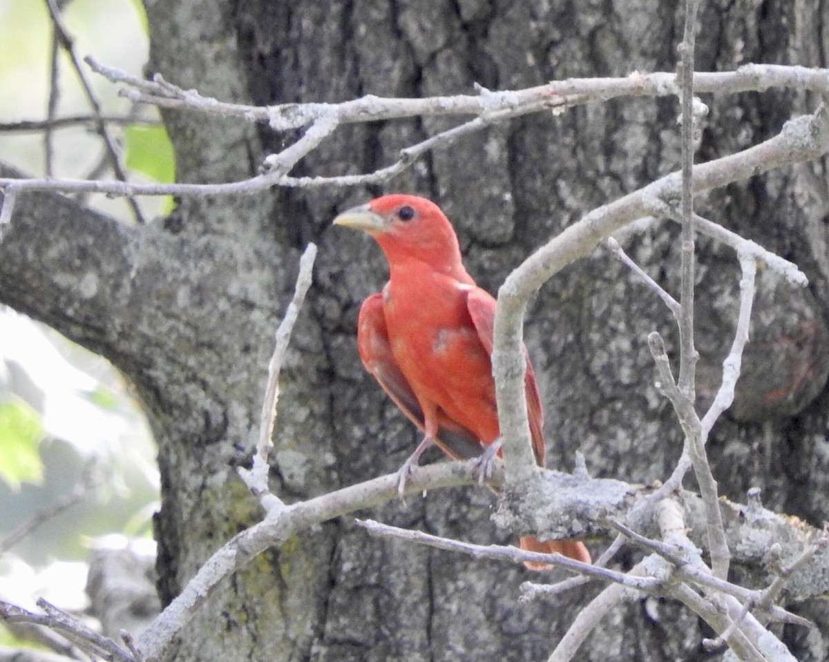 Summer Tanager - ML168218891