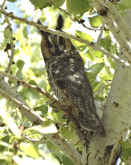 Long-eared Owl - Nancy Overholtz