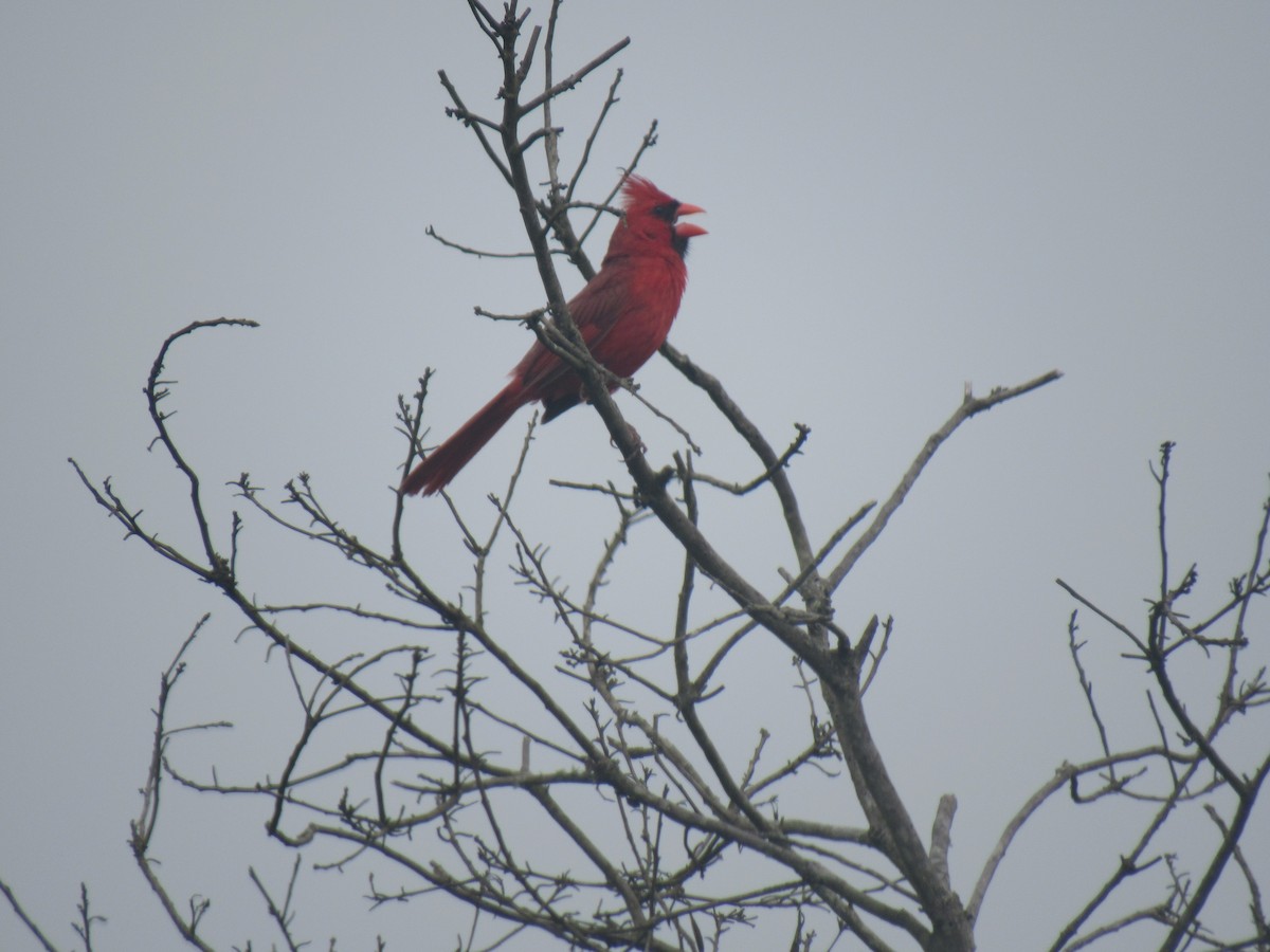 Cardinal rouge - ML168219471