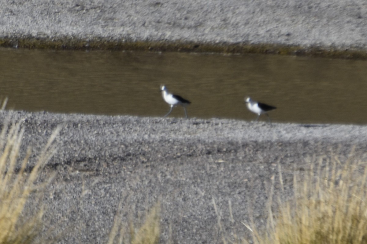 Andean Avocet - ML168219491