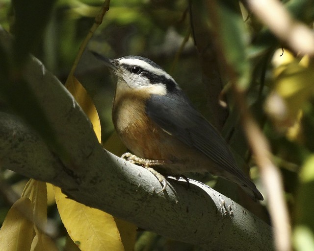 Red-breasted Nuthatch - ML168219621
