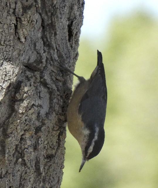 Red-breasted Nuthatch - ML168220391