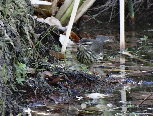 Northern Waterthrush - ML168220491