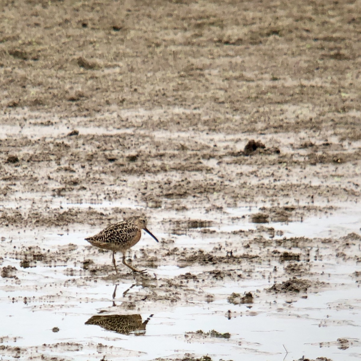 Short-billed Dowitcher - ML168225901