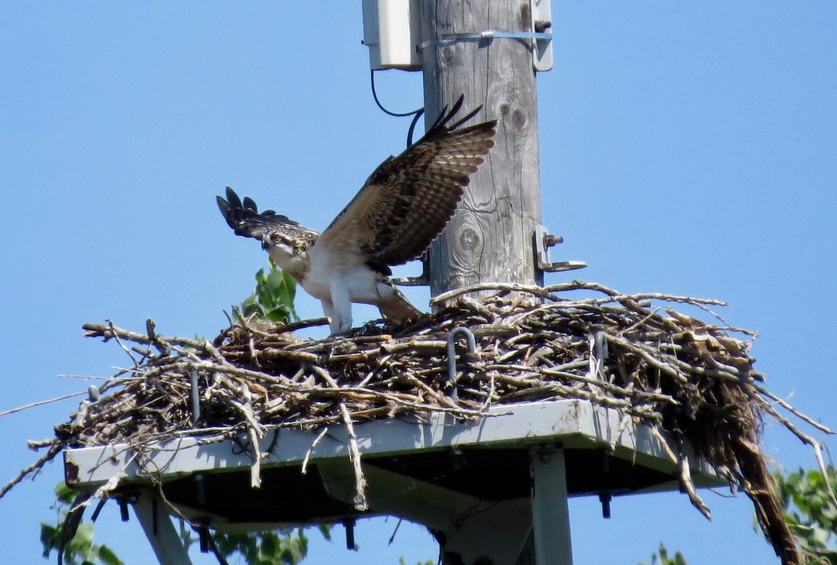 Osprey - bernie kester