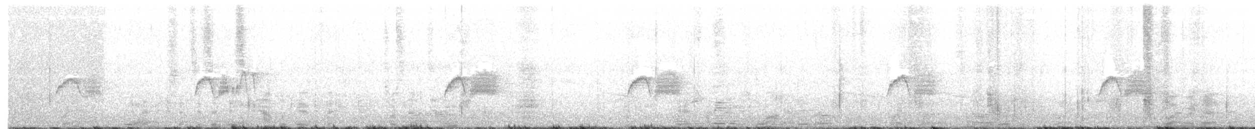 Светлобрюхий фиби - ML168227011