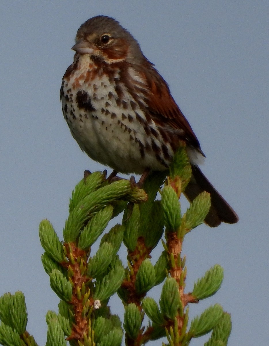 Fox Sparrow (Red) - ML168227901