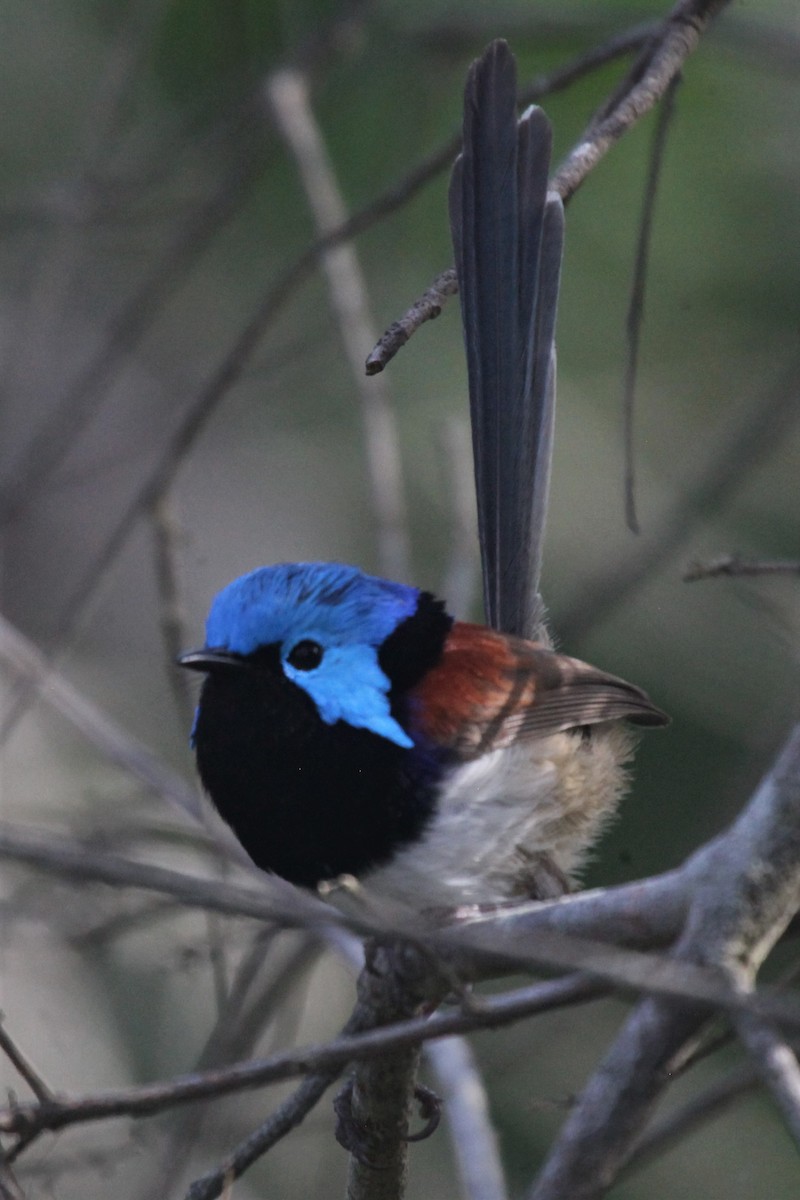 Variegated Fairywren - ML168228161