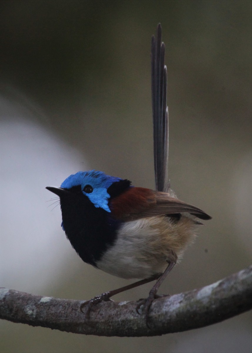 Variegated Fairywren - ML168228231