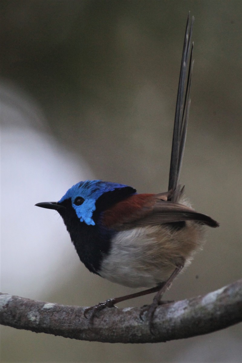 Variegated Fairywren - Steven Edwards