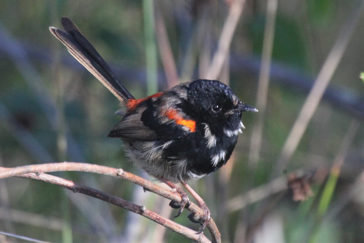 Red-backed Fairywren - ML168228401