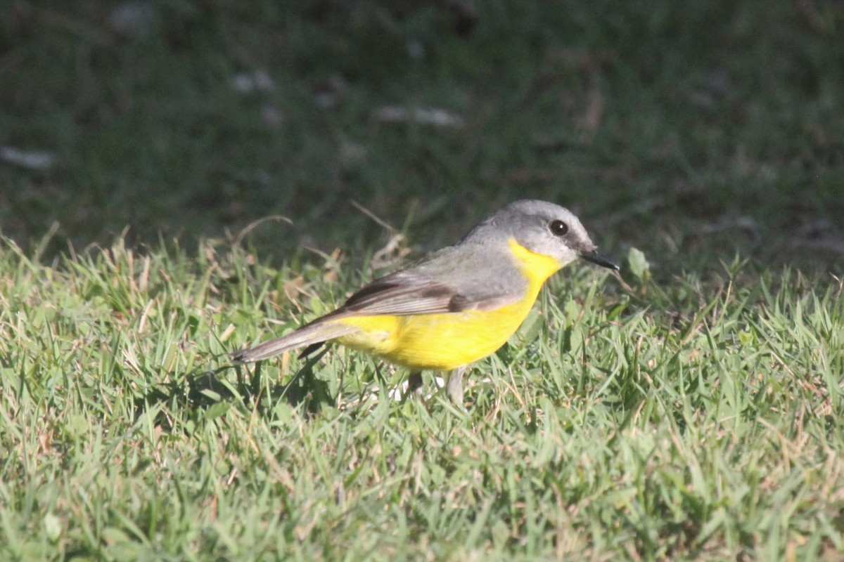 Eastern Yellow Robin - Steven Edwards