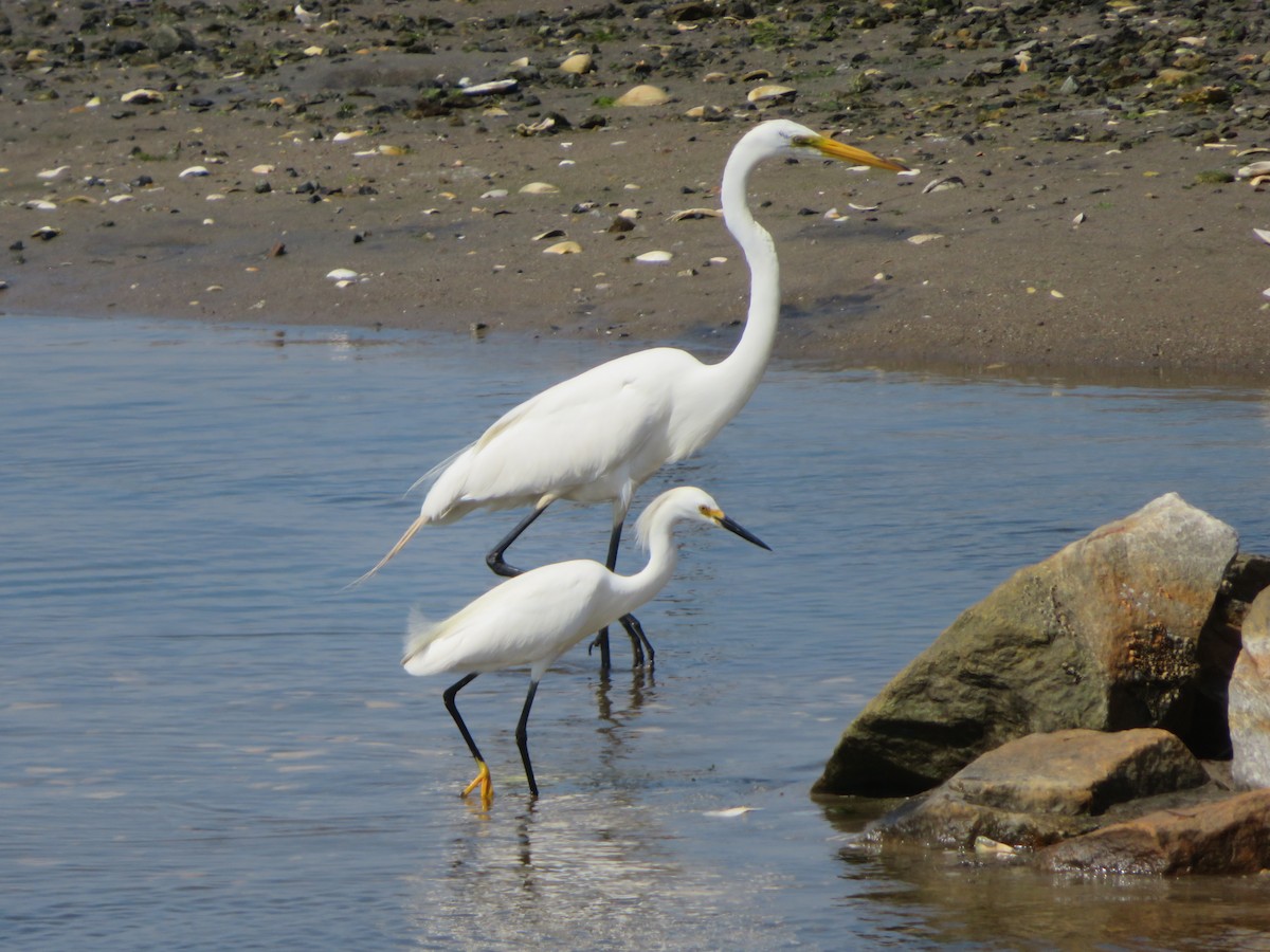 Snowy Egret - ML168229381