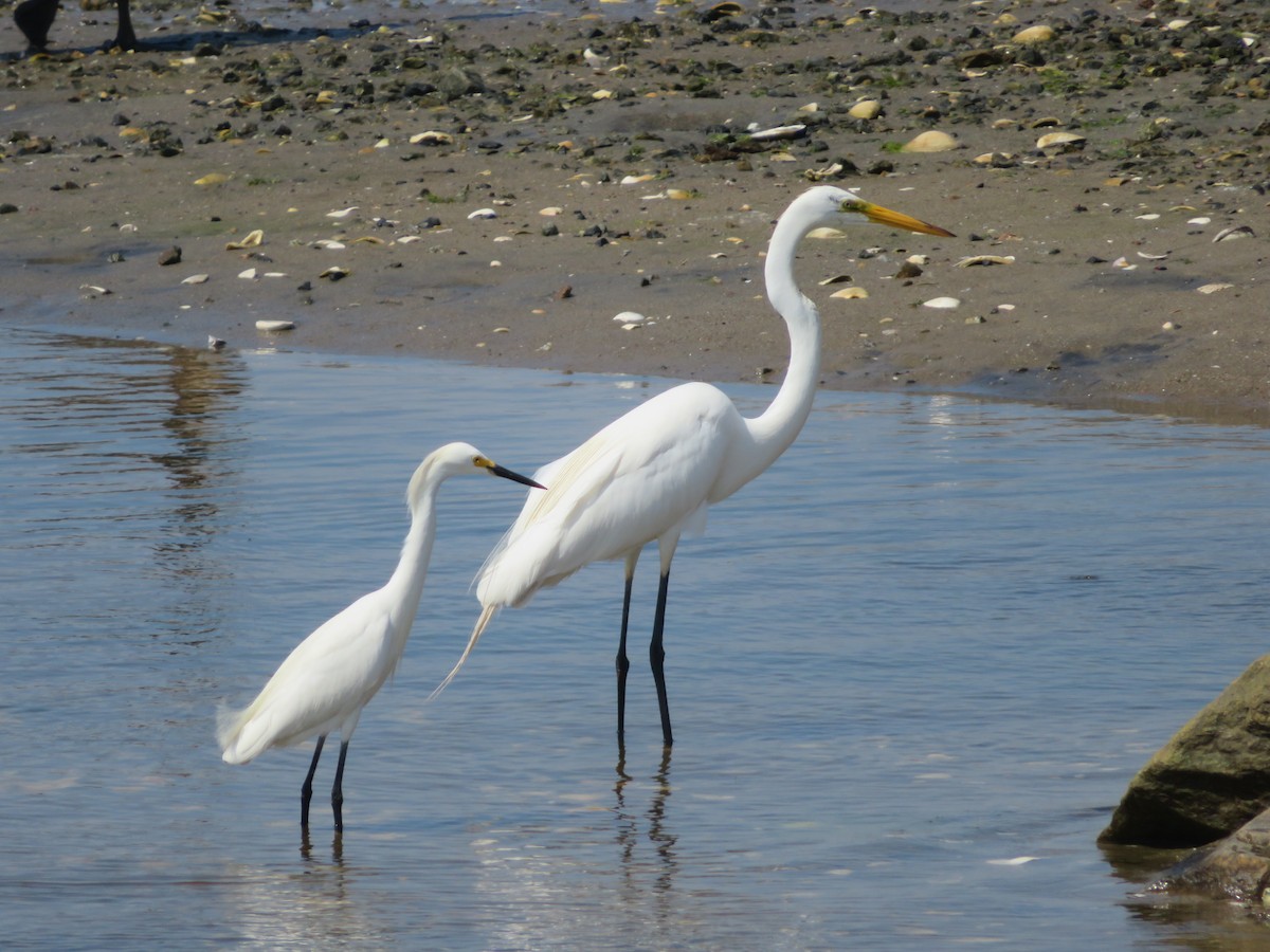 Snowy Egret - ML168229391