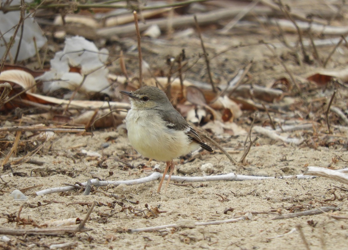 Short-tailed Field Tyrant - Alex Valle Soto