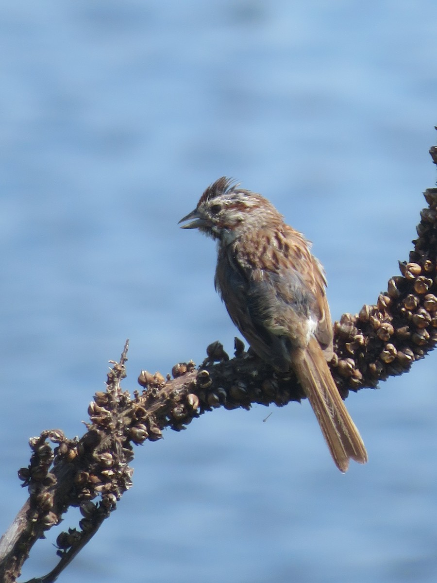 Song Sparrow - ML168230391